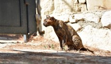Alevlerin arasında kalan kedi 'Luna', tedaviye alındı