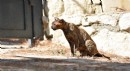 Alevlerin arasında kalan kedi 'Luna', tedaviye alındı