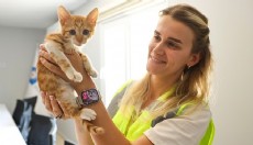 Antalya Boğaçayı'na düşen yavru kedi kurtarıldı