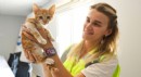 Antalya Boğaçayı'na düşen yavru kedi kurtarıldı