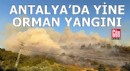Antalya Gazipaşa'da orman yangını