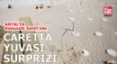 Antalya Konyaaltı Sahili'nde caretta yuvası sürprizi