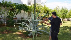 Antalya Serik'te Agave ağacı bulundu
