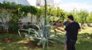 Antalya Serik'te Agave ağacı bulundu
