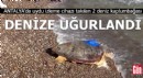 Antalya'da 2 deniz kaplumbağası denize uğurlandı