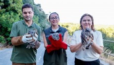 Antalya'da 3 alaca baykuş doğal yaşam alanına bırakıldı