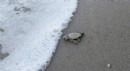 Antalya'da 32 yıllık caretta mücadelesi
