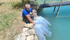 Antalya'da 400 bin yavru balık suya bırakıldı