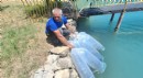 Antalya'da 400 bin yavru balık suya bırakıldı