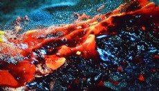 Antalya'da Acar'dan çok özel kareler