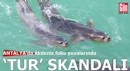 Antalya'da Akdeniz foku yuvalarında ‘tur’ skandalı