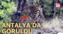 Antalya'da Anadolu parsı görüntülendi