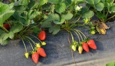 Antalya'da Kadriye çileğine coğrafi işaret başvurusu