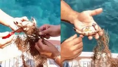 Antalya'da ağa takılan yengeçleri kurtardılar