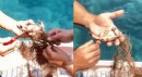 Antalya'da ağa takılan yengeçleri kurtardılar