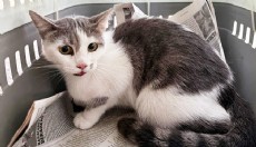 Antalya'da ağaçta mahsur kalan kedi kurtarıldı