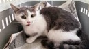 Antalya'da ağaçta mahsur kalan kedi kurtarıldı
