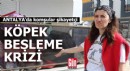 Antalya'da apartmanda köpek besleme krizi