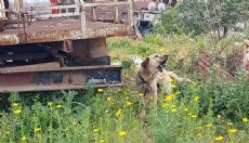 Antalya'da bakımı ihmal edilen köpeğin sahibine para cezası