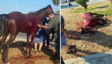 Antalya'da başıboş ata otomobil çarptı: 3 yaralı