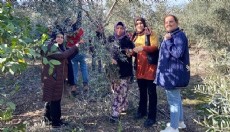 Antalya'da budama eğitimi tamamlandı