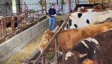 Antalya'da büyükbaş hayvanlara şap aşılaması