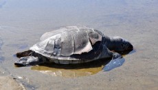 Antalya'da caretta caretta ölüsü sahile vurdu