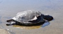 Antalya'da caretta caretta ölüsü sahile vurdu