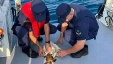 Antalya'da çuvala dolanmış deniz kaplumbağası kurtarıldı