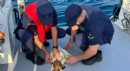 Antalya'da çuvala dolanmış deniz kaplumbağası kurtarıldı