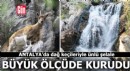 Antalya'da dağ keçileriyle ünlü şelalede 'kuraklık' tehlikesi