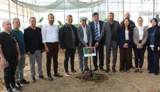 Antalya'da deneme amaçlı kahve fidanı dikildi