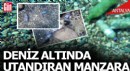 Antalya'da deniz altında utandıran manzara