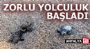 Antalya'da deniz kaplumbağası yavrularının zorlu yolculuğu başladı