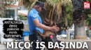 Antalya'da deniz polisinin minik kahramanı 'Miço' iş başında