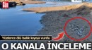 Antalya'da denize dökülen kanalda balık ölümlerine inceleme