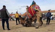 Antalya'da develere antrenman güreşi