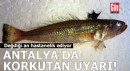 Antalya'da dikenleri zehirli balığa karşı uyarı