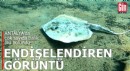Antalya'da endişelendiren görüntü!