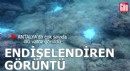 Antalya'da endişelendiren görüntü! Çok sayıda ölü vatoz görüldü