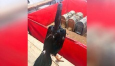 Antalya'da horoz dövüşüne jandarma baskını
