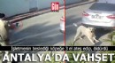 Antalya'da işletmenin beslediği köpeğe 3 el ateş edip, öldürdü