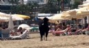 Antalya'da kaçan kurbanlık keçi, plaja girdi