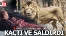Antalya'da kafesinden kaçan aslan dehşet saçtı