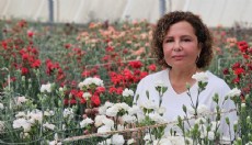 Antalya'da karanfilde fusarium hastalığına karşı yerli tür