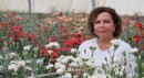 Antalya'da karanfilde fusarium hastalığına karşı yerli tür