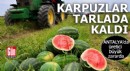Antalya'da karpuzlar tarlada kaldı