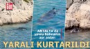 Antalya'da kayalıklara sıkışan yavru balina kurtarıldı