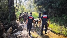 Antalya'da kayıp 41 keçiyi jandarma buldu