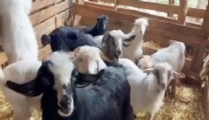 Antalya'da keçi hırsızları yakalandı